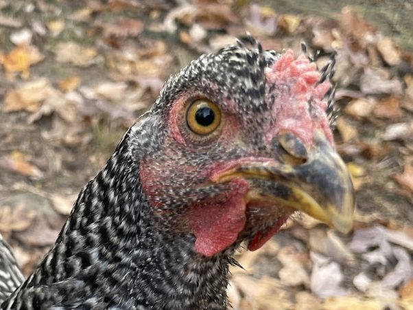 A picture of a Dominique chicken.